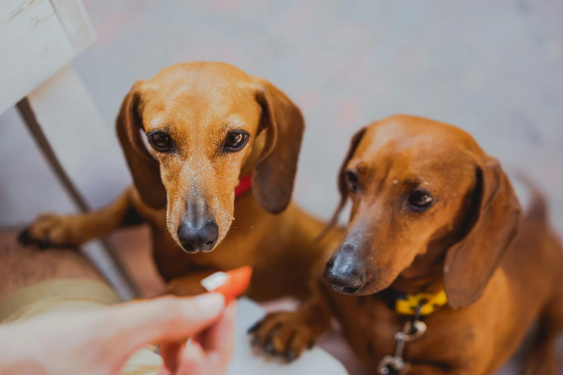 Two Miniature Dachshunds