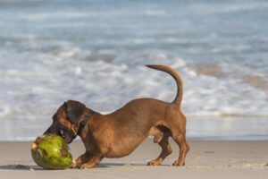 Top 10 Must-Know Dachshund Facts Every Owner Should Learn