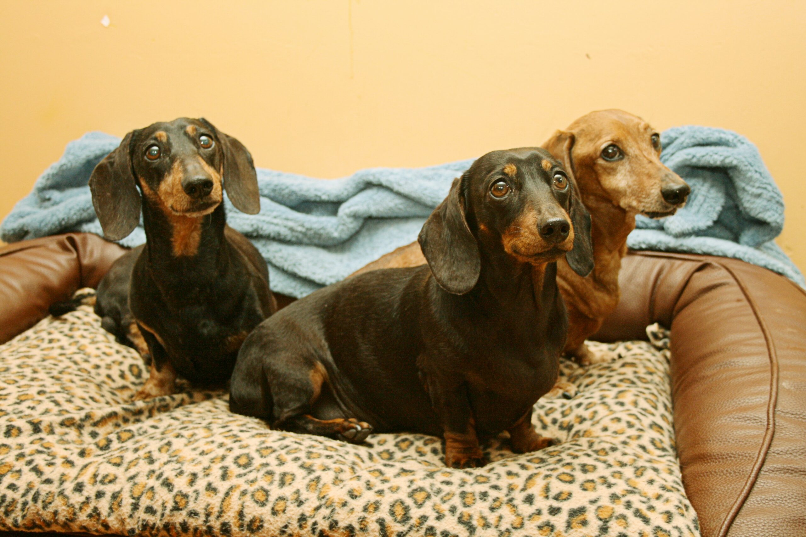 Is the dachshund right for me