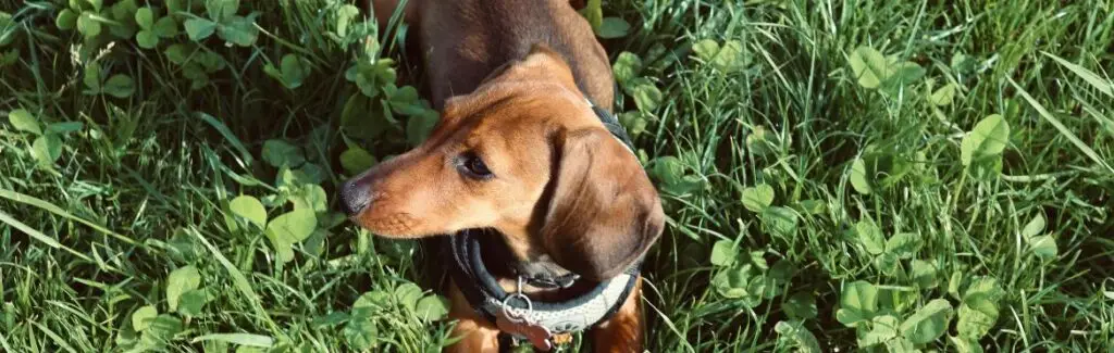 Adorable Dachshund Dog Relaxing in Milan Park