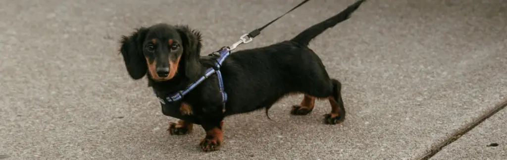 Adorable Dachshund Puppy on a Leash Outdoors