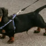 Adorable Dachshund Puppy on a Leash Outdoors