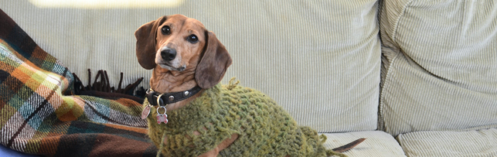 Cute dachshund sitting on sofa at home in