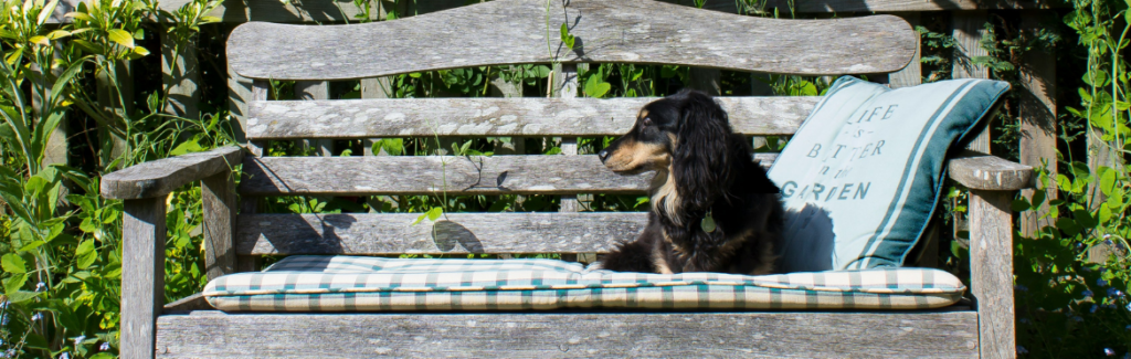 Miniature dachshund sitting on English country garden bench on summers day.