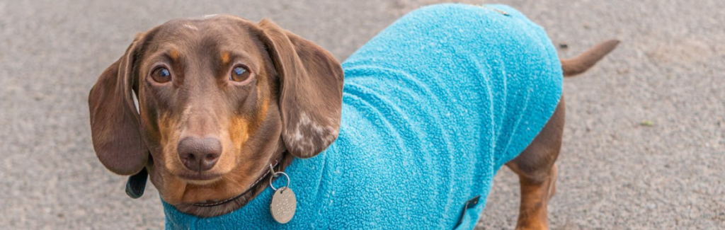 Aging Senior Dachshund