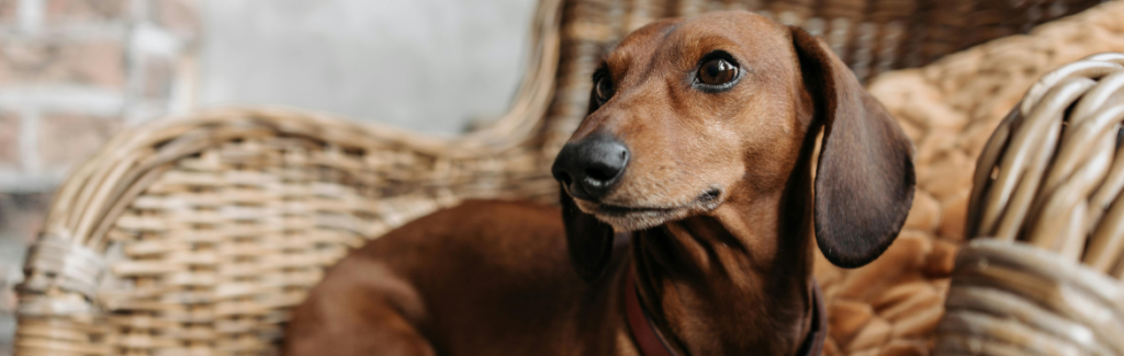 Taking Good Care Of Your Aging Dachshund