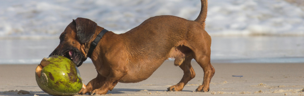 Short-coated Brown Dog Beside Coconut Shell