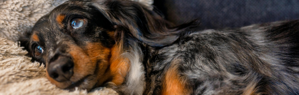 Black and Brown Long Coated Dog Lying on Carpet