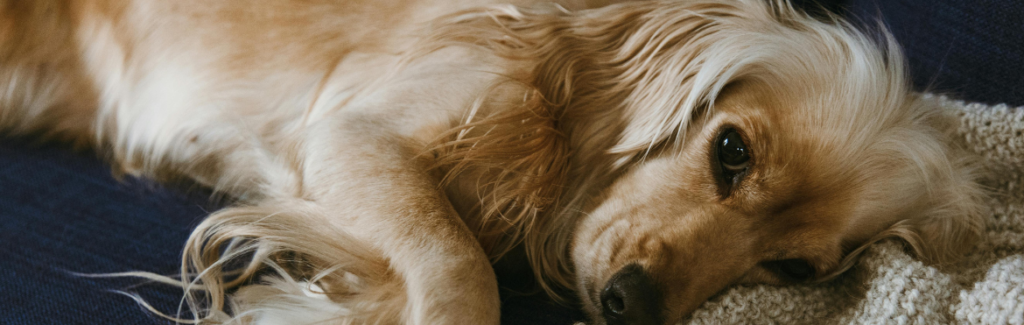 Brown Long Coated Dog Lying on White Blue Textile