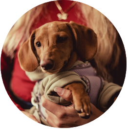 A Woman Holding Her Dachshund Wearing Dogs Clothing