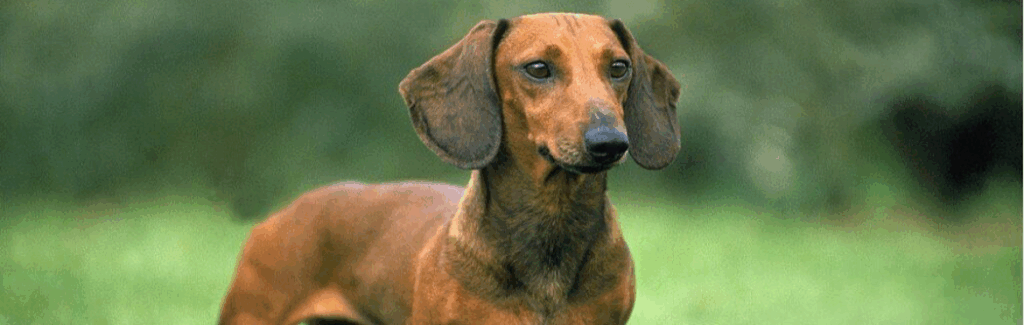 A small brown and black dog laying on top of a lush green field. Miniature dachshund dachshund dog.