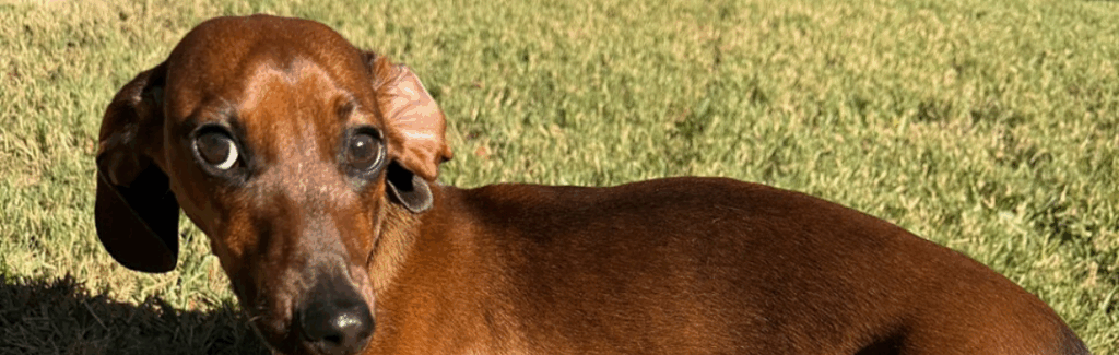 1-Year-Old-Miniature-Dachshund.jpg