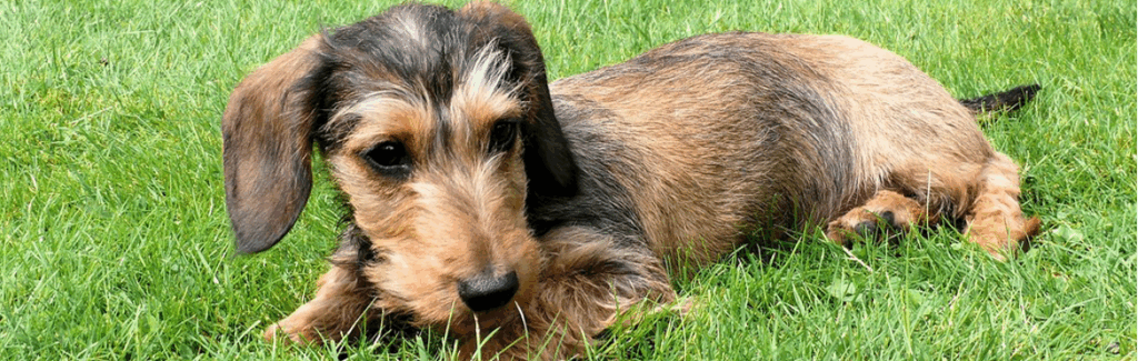 Wire-Haired Miniature Dachshund