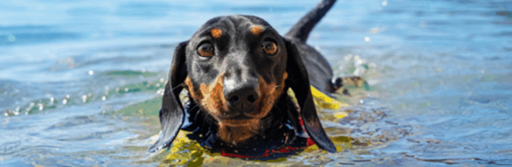 Miniature Dachshund Taking A Swim