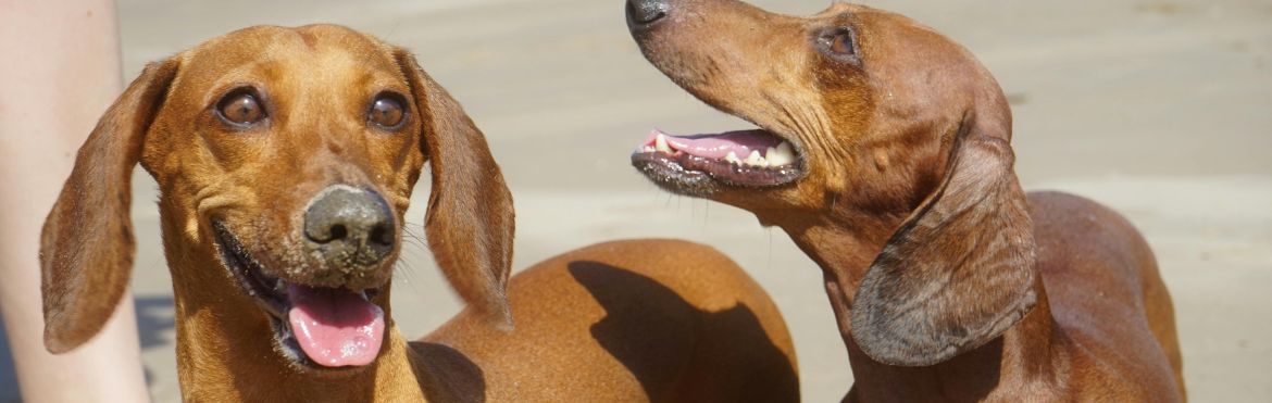 PHOTO: Courtesy of Pexels: by Tatiana Im-360892-976921 Two Miniature Dachshunds