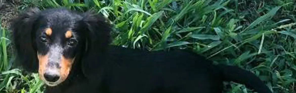 My "Opal":  A Beautiful Black and Tan Miniature Dachshund