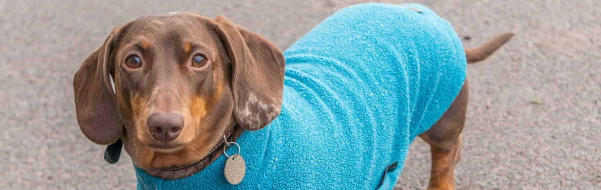 Aging Senior Dachshund