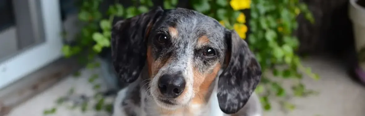 Pinterest Cover Photo dog-6474269_1280