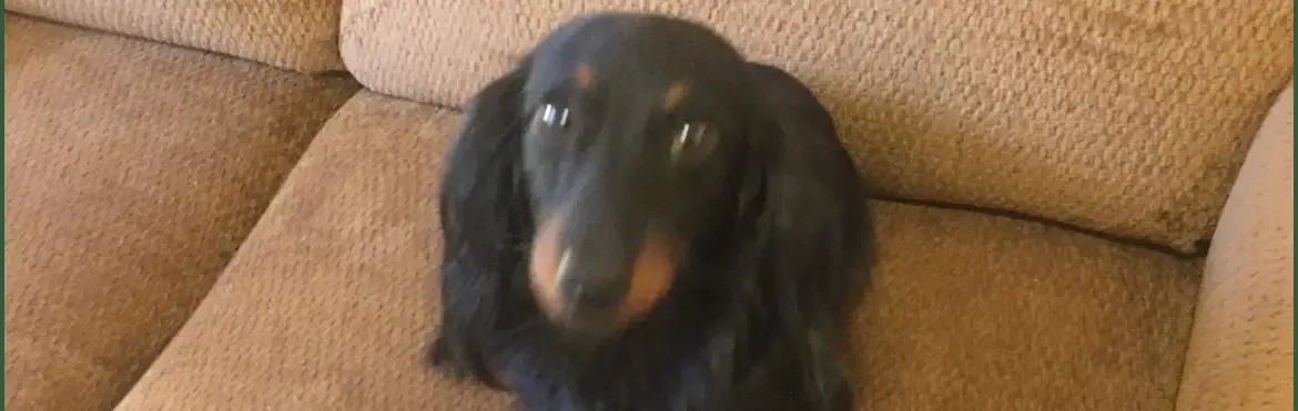 Our "Weenie" A Beautiful Black and Tan Miniature Dachshund
