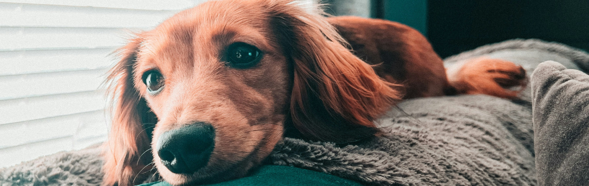 dachshund blog banner