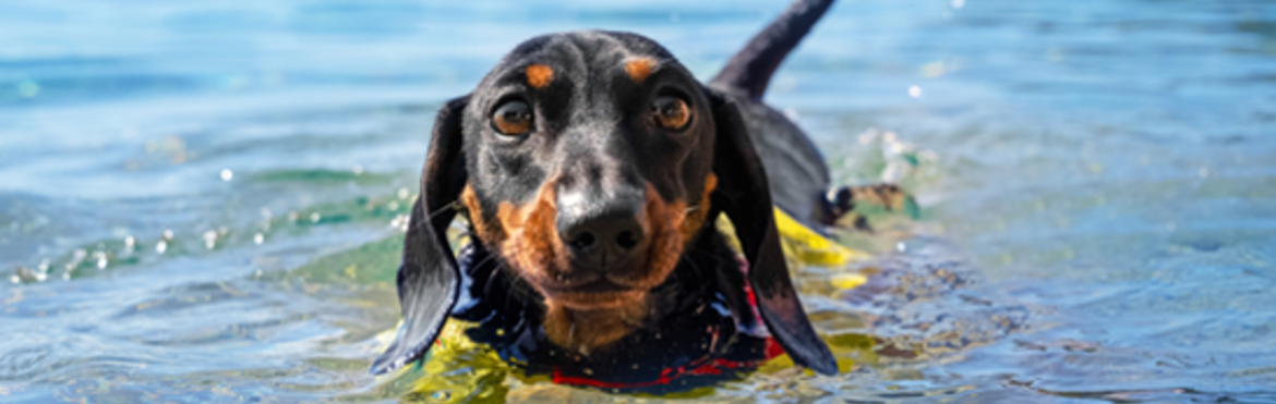 Miniature Dachshund Taking A Swim