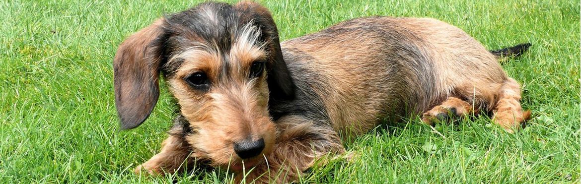 Wire-Haired Miniature Dachshund